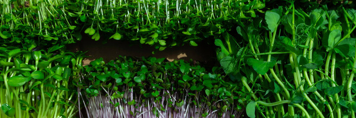 microgreens mixed organic sprouts