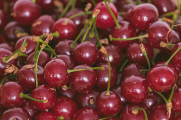 FRESH NATURAL RIPE CHERRIES JUST FROM THE BRANCH