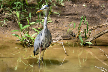 great blue heron on the canal