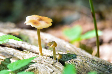small mushroom family on a log