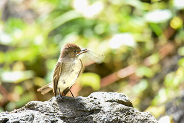 eastern phoebe with a dragonfly in its beak