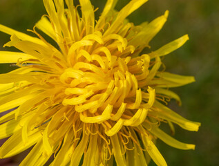 yellow dandelion flower