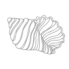Hand drawn simple seashell on white isolated background.  Good for coloring book pages. Ocean object.