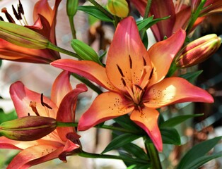 red and yellow lilies