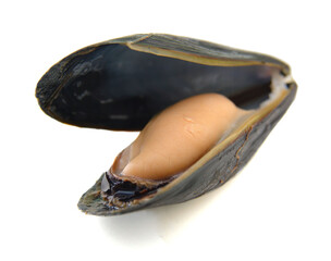 a mussel in its shell on a white background