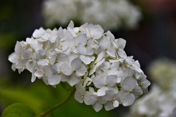 apple tree blossom