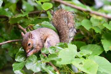 squirrel eating mulberry on a tree