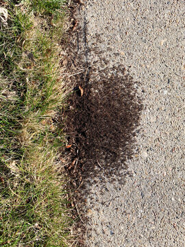 A closeup cluster of red ants on the sidewalk or driveway.