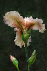 Fototapeta na wymiar Peach colored iris and stem 
