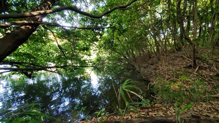 森に囲まれた神秘的な池