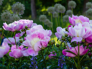 Fototapeta premium Pink-white peony flowers blooming in a summer garden, closeup with selective focus