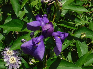 purple iris flower