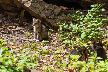 Homeless kitten with a black mom cat near a dilapidated house in the summer, close-up