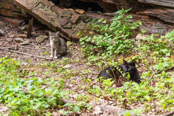 Naklejka na ściany i meble Homeless kitten with a black mom cat near a dilapidated house in the summer, close-up