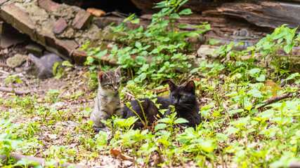 Homeless kitten with a black mom cat near a dilapidated house in the summer, close-up