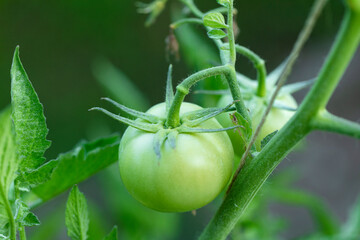 organic tomato cultivation. green tomatoes on the branch.