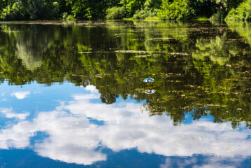 Soap bubble flying over the forest lake and the sky is reflected in it, the water and trees