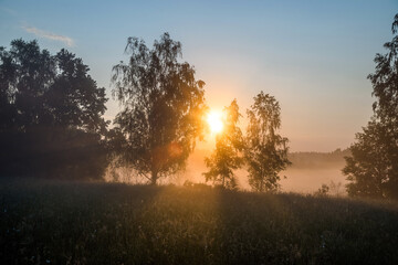 Morning dawn among the trees in the field