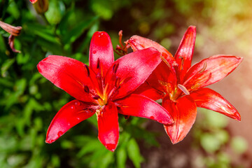 Red lily blossoms in the garden after the rain
