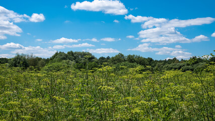 Fototapeta na wymiar Summer landscape - Tall grass in the foreground and forest skyline and blue sky with clouds in the background