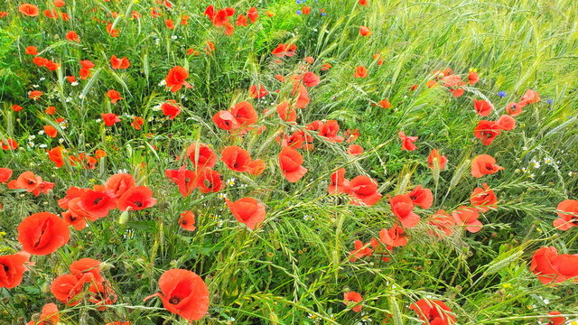 Mohnblumenfeld in Wien