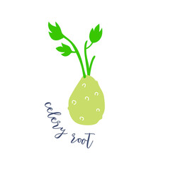 Celery root vegetable hand drawn illustration with text isolated on white background