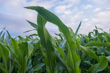 corn field against blue sky