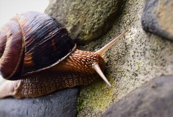 snail on a wooden background