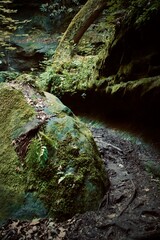 stream in the forest