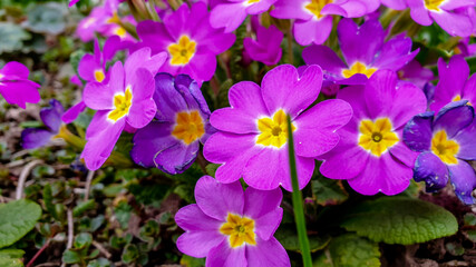 Aubretia flowers in spring in Germany