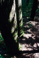 shadow tree