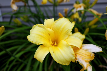 Fototapeta premium yellow flower in the garden