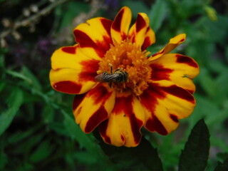 bee on flower