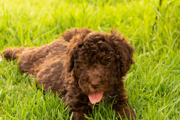 cachorro perro de agua español