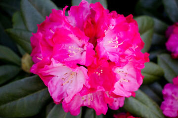 Pink azalea flowers or Hortensia rose