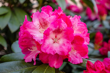 Pink azalea flowers or Hortensia rose