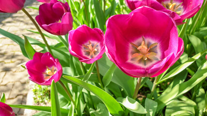 pink Tulip flower in spring in Germany