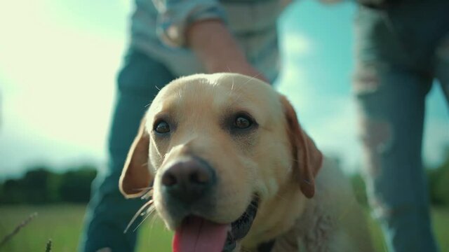 happy senior couple play with labrador retriever dog in sunny summer park