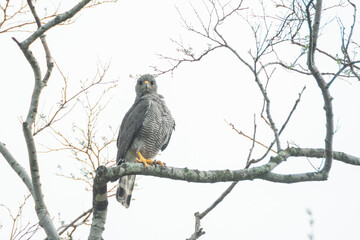 aguililla gris