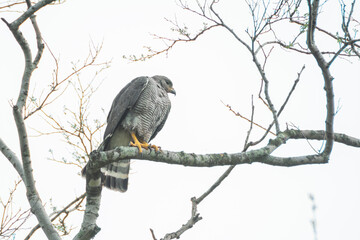 aguililla gris