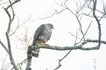 aguililla gris