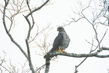 aguililla gris