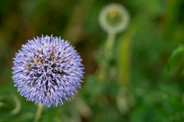 flower of a dandelion