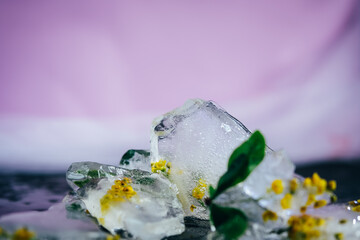 Fresh yellow flowers frozen in ice.