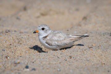 piping plover father sit down the beach