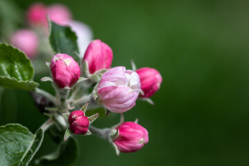 Fototapeta na wymiar Apple Blossom Buds