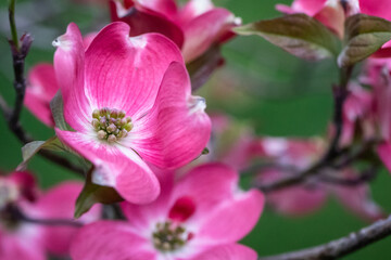 Fototapeta na wymiar Pink Dogwood Tree Blossoms