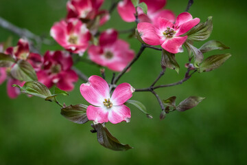 Obraz na płótnie Canvas Pink Dogwood Tree Blossoms