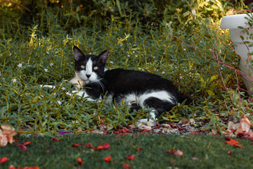 cat lay in grass garden outdoor environment September early autumn season with falling leaves on ground