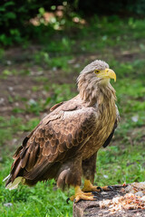 Beautiful white tailed eagle (latin: Haliaeetus albicilla)